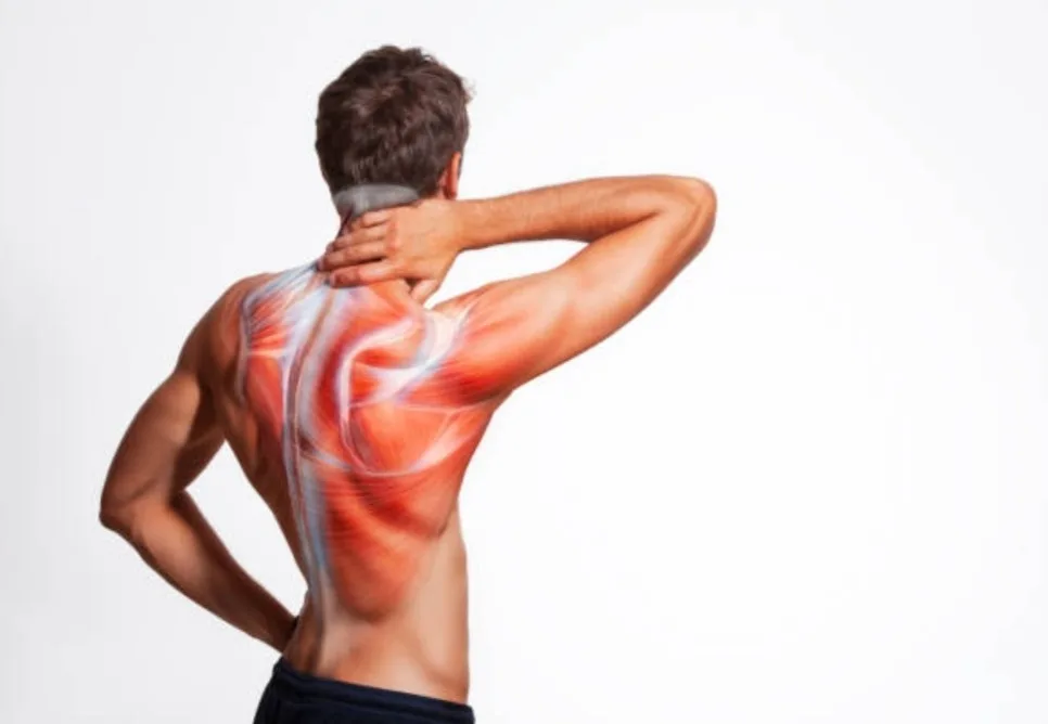 Nacken- und Schultermuskulatur – Schultertherapie